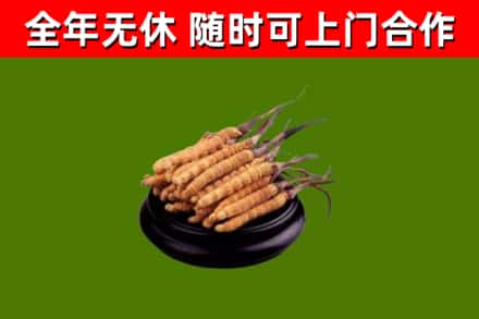 阳山县回收冬虫夏草